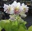 SPARRMANNIA africana 'Flore Pleno'